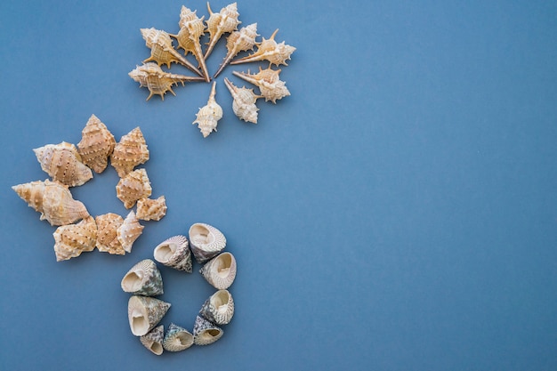 Free photo summer composition with three variety of marine shells