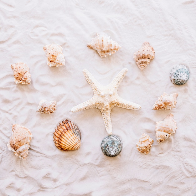 Summer concept with starfish and shells
