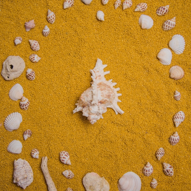 夏の飾りと貝殻