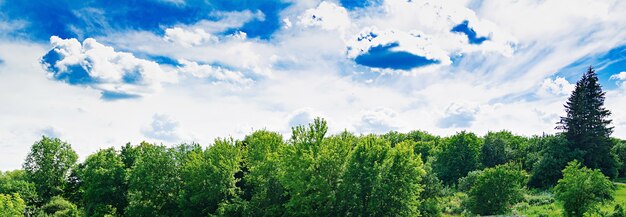 Summer field against the blue sky. Beautiful landscape.