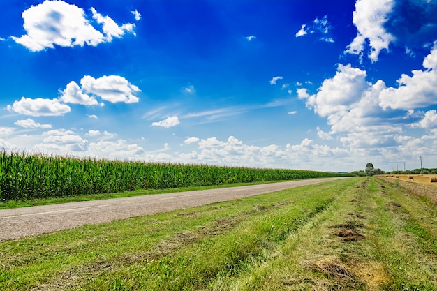 青い空を背景に夏の畑。美しい風景。