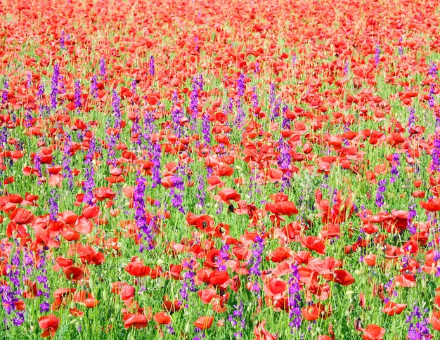 아름다운 붉은 양귀비와 보라색 꽃(자연 배경)이 있는 여름 들판.
