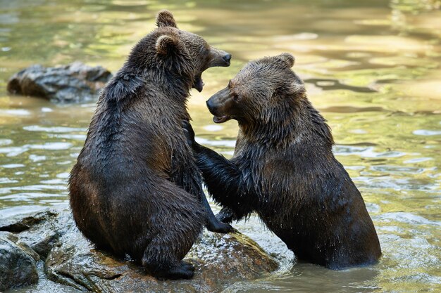 형제의 여름 싸움 곰 Ursos arctos