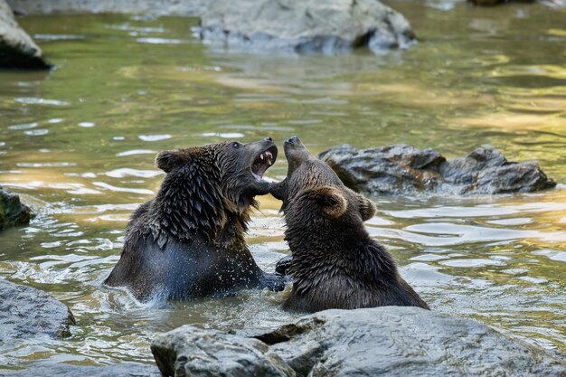 Summer fight between the brothers bears Ursos arctos