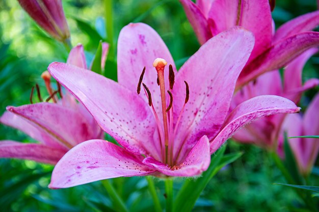 夏の花 屋外で美しいリリウムの花の写真 プレミアム写真