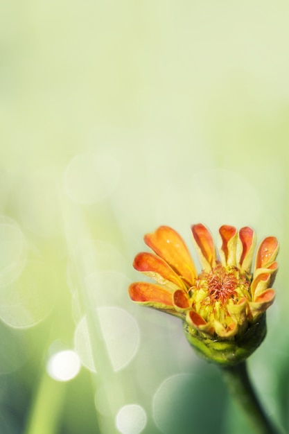 Summer flower bloom