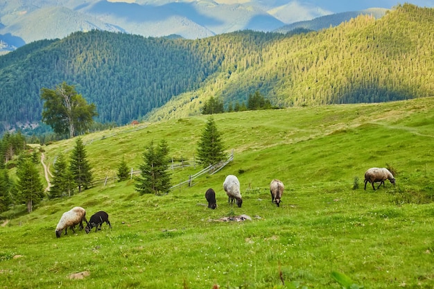 Foto gratuita paesaggio estivo in montagna e il cielo blu