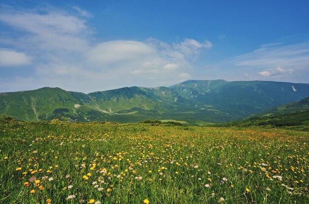 Summer landscape in mountains and the dark blue sky