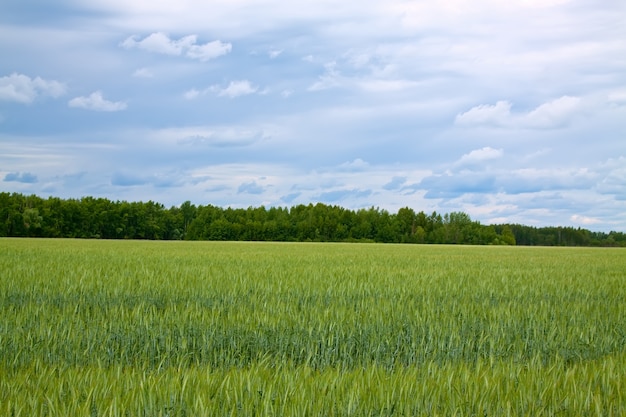 Summer landscape with green field