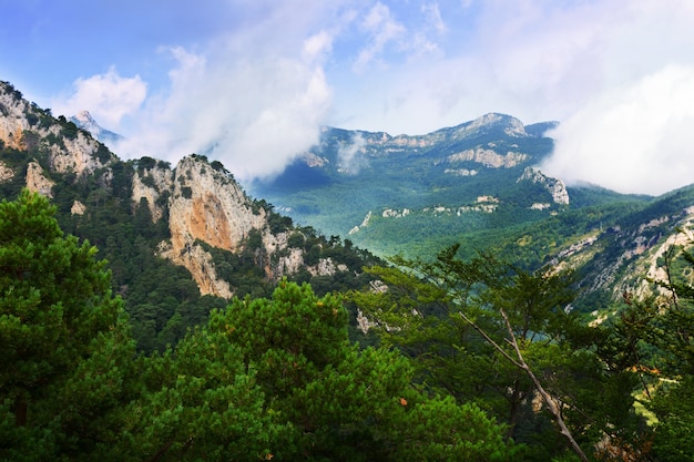 Summer landscape with rocky and pine trees 