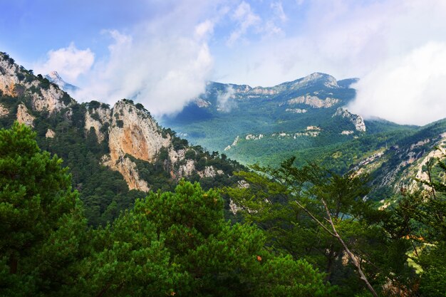 岩場と松の木のある夏の風景