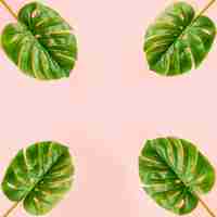 Бесплатное фото Летние пальмовые листья на светло-розовом фоне