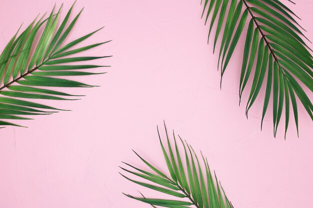 summer palm leaves on pink background 