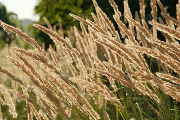 Summer time, flowering grass in the rays of the setting sun, backdrop for the background.Grass in the wild field, selective focus backlight