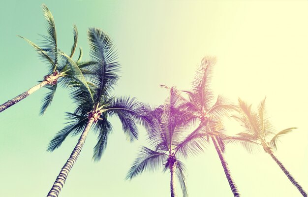 Summer Travel Vacation Concept. Beautiful Palms on Blue Sky Background. Toning.