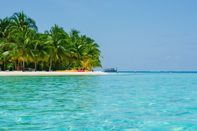 солнце день кокосовой пальмы Карибы