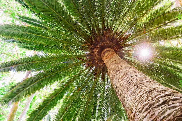 Sun flare on tropical date palm tree
