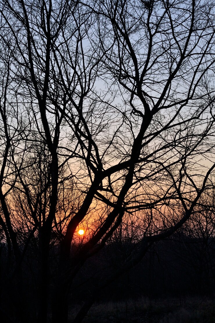Free Photo "sun going down between leafless trees"