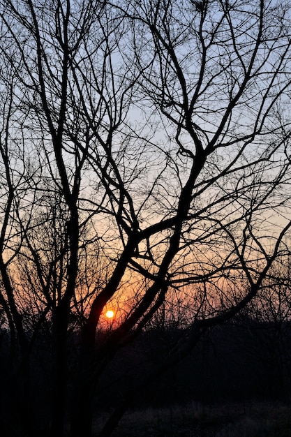 "Sun going down between leafless trees"