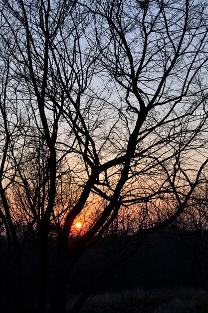 "Sun going down between leafless trees"