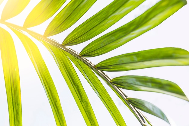 Sun lighting through palm leaf