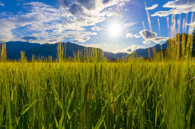 Sun shining over a beautiful green field with tall grasses and mountains in the horizon