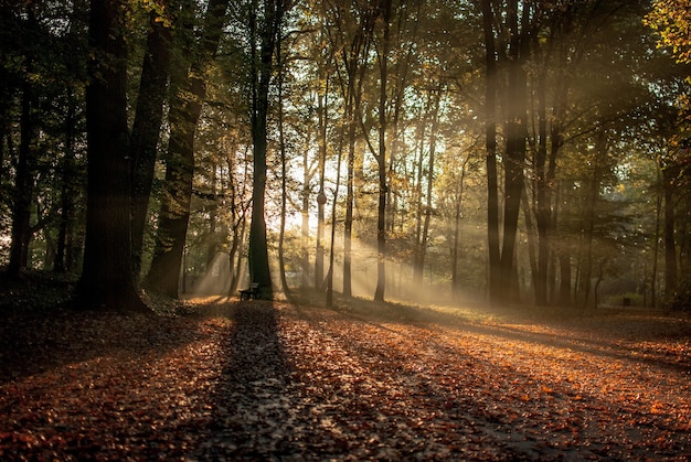 солнце светит сквозь деревья в лесу