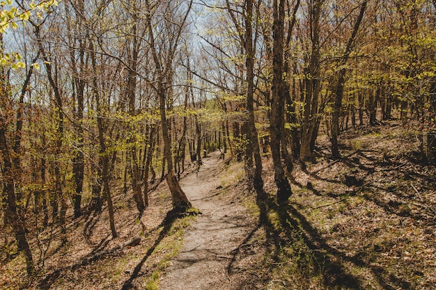 Бесплатное фото Солнце сияет сквозь маленькие деревья