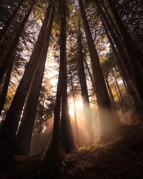 Limekiln 주립 공원, 캘리포니아의 나무를 통해 빛나는 태양