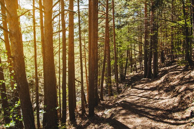 Sun shining through trees