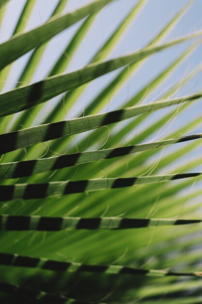 Sun shining on tropical leaves