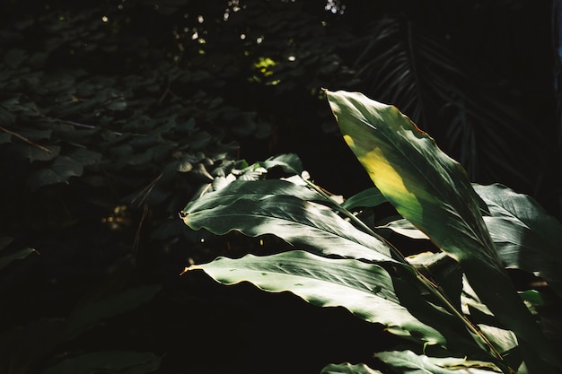 Sole splende sulla vegetazione