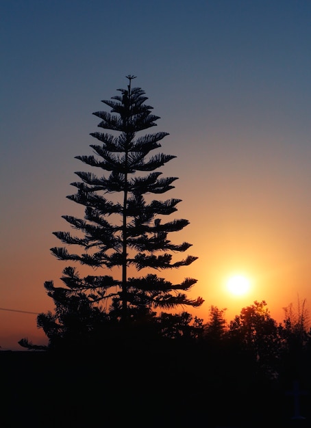 Foto gratuita sole con albero di pino