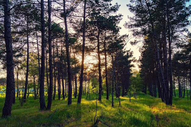 Солнечные лучи в сосновом лесу