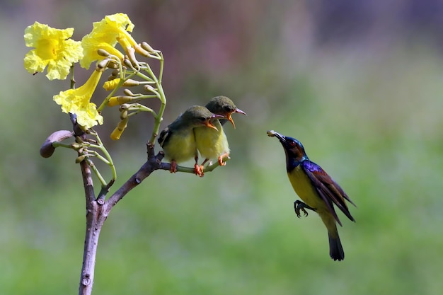 무료 사진 sunbird nectarinia jugularis 암컷이 나뭇가지에 새로 태어난 병아리에게 먹이를 주고 있습니다. sunbird에게 먹이를 주는 sunbird 공중에 떠 있는