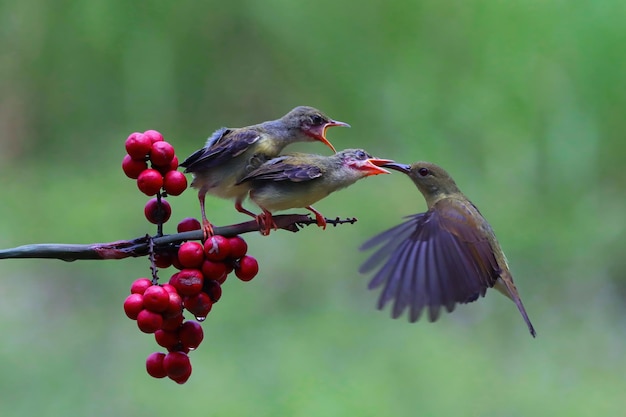 Sunbird Nectarinia jugularis 나뭇가지에 새로 태어난 병아리에게 먹이를 주는 수컷 Sunbird에게 먹이를 주는 Sunbird 공중에 떠 있는