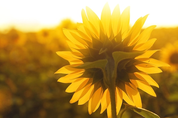 Sunflower among the field close up view of summer landscape