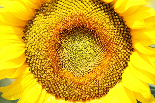 Sunflower closeup