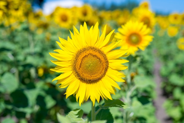 Sunflower in the field