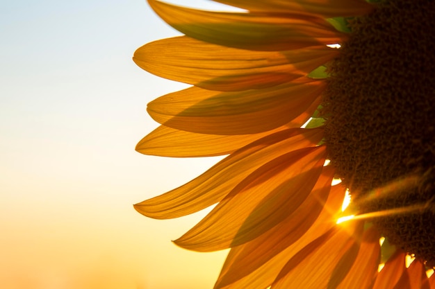 Sunflower flower in a field in sunbeams against the sky. agriculture and agroindustry