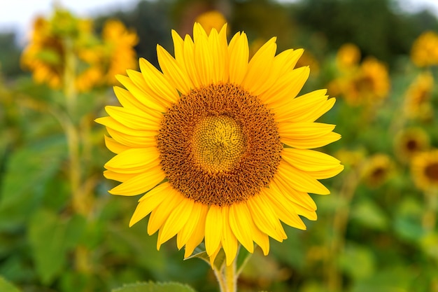 Free photo sunflower natural background, sunflower blooming in spring.