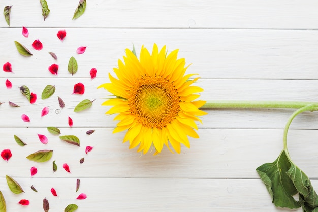 Sunflower placed at petals