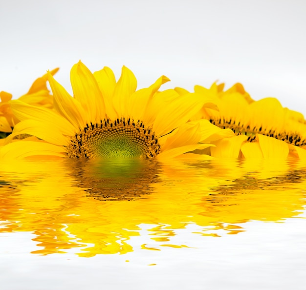 Free photo sunflower put into water