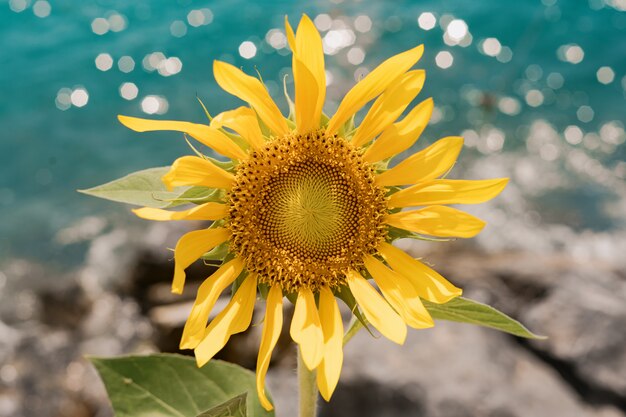 Sunflower on sea background