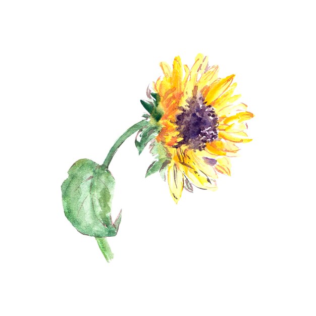 Sunflower watercolor painting single yellow flower on white background floral wall art