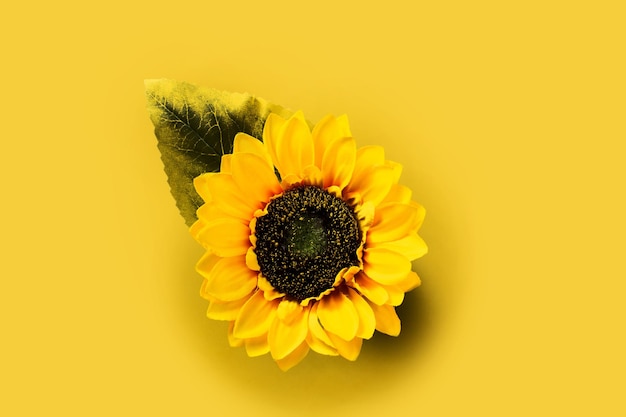 Free photo sunflower on yellow background