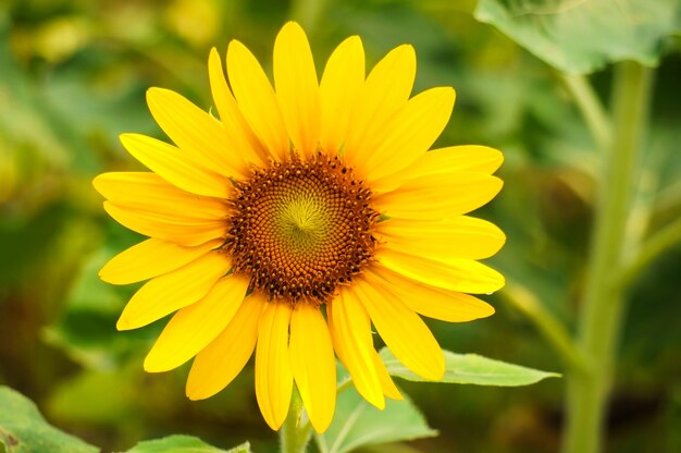 Sunflower