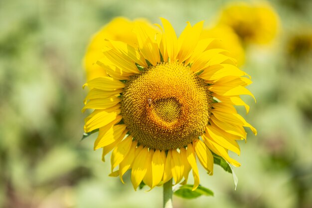 Sunflower.