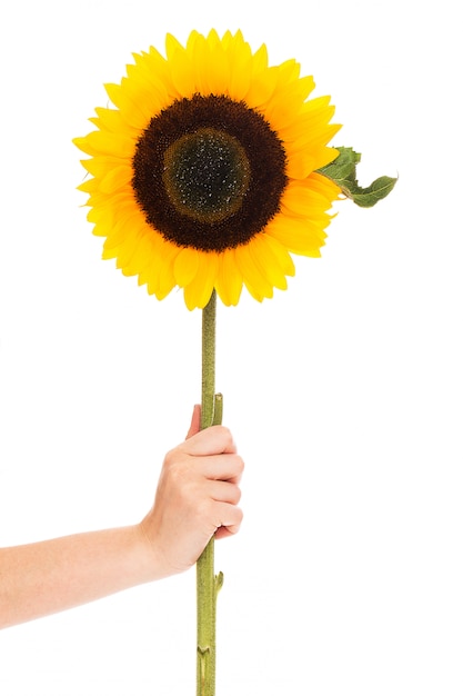 Free photo sunflower