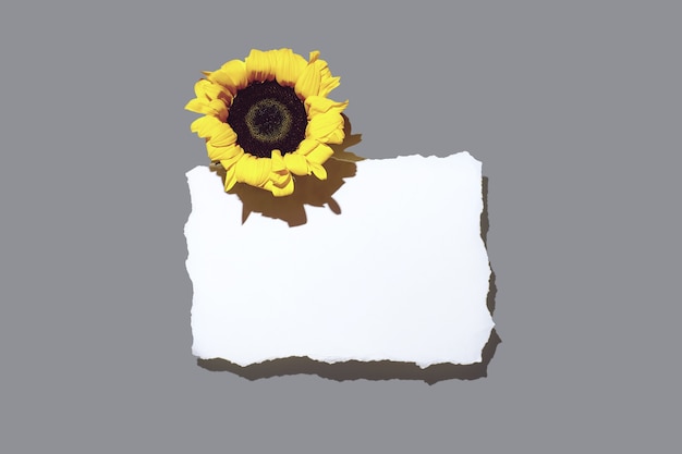 Sunflowers and blank sheet of paper. with a tight shadow on a light background.